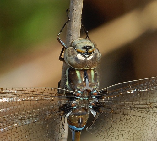 Male
22 Mar 2008  Taylor